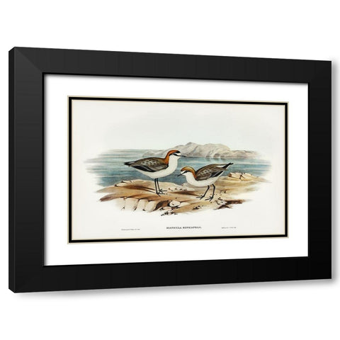 Red-capped Dottrel-Hiaticula ruficapilla Black Modern Wood Framed Art Print with Double Matting by Gould, John