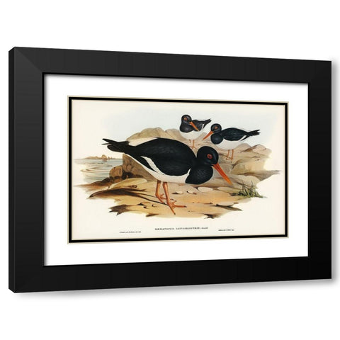 White-breasted Oyster-Catcher-Haematopus longirostris Black Modern Wood Framed Art Print with Double Matting by Gould, John