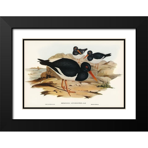 White-breasted Oyster-Catcher-Haematopus longirostris Black Modern Wood Framed Art Print with Double Matting by Gould, John