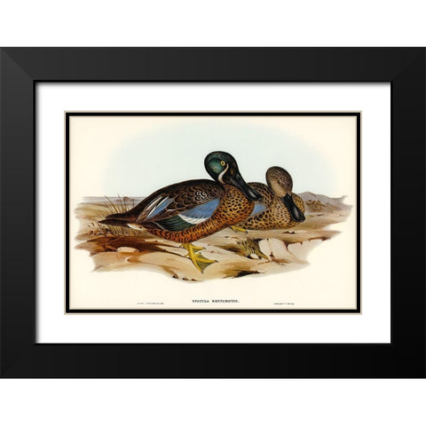 Australian Shoveller-Spatula Rhynchotis Black Modern Wood Framed Art Print with Double Matting by Gould, John