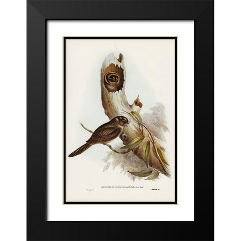 Owlet Nightjar-Aegotheles nova-hollandie Black Modern Wood Framed Art Print with Double Matting by Gould, John