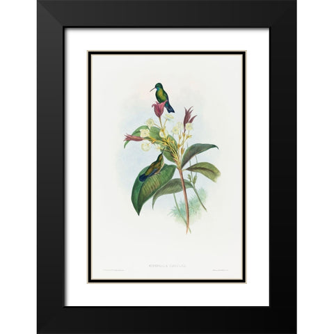 Eucephala caerulea-Blue-chinned Sapphire Black Modern Wood Framed Art Print with Double Matting by Gould, John