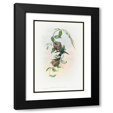 Chlorostilbona prasina-Puncherans Emerald Black Modern Wood Framed Art Print with Double Matting by Gould, John