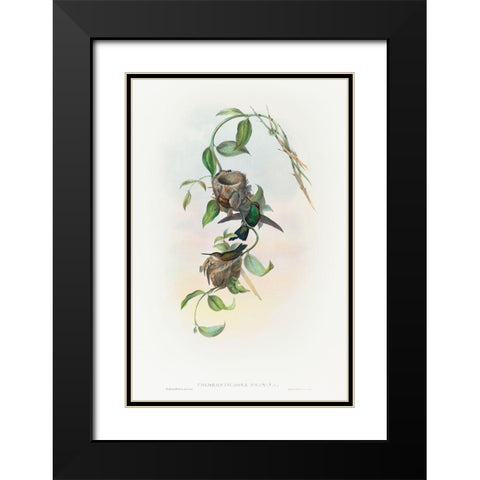 Chlorostilbona prasina-Puncherans Emerald Black Modern Wood Framed Art Print with Double Matting by Gould, John