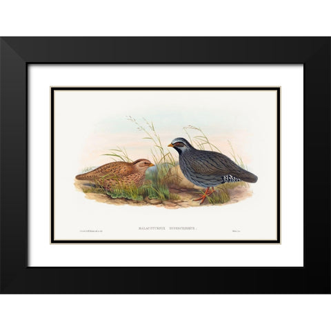 Malacoturnix superciliosus-Mountain Quail Black Modern Wood Framed Art Print with Double Matting by Gould, John