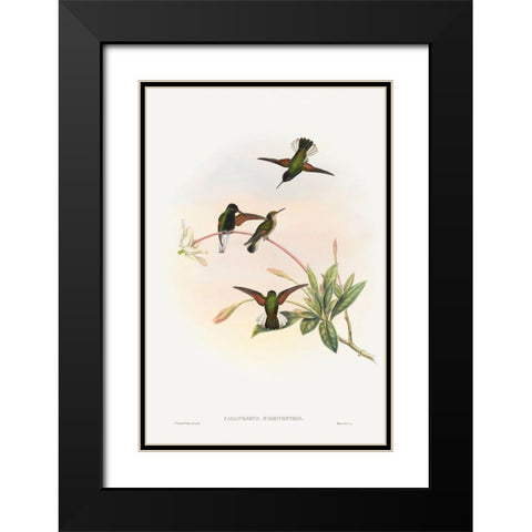Callipharus nigriventris-Black-bellied Hummingbird Black Modern Wood Framed Art Print with Double Matting by Gould, John
