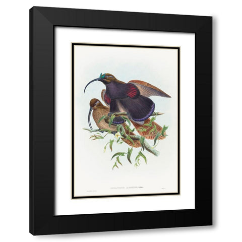 Drepanornis albertisi-Black-billed Sicklebill Bird of Paradise Black Modern Wood Framed Art Print with Double Matting by Gould, John