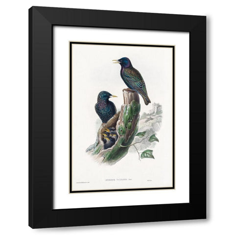 The birds of Great Britain-Sturnur Vulgaris Black Modern Wood Framed Art Print with Double Matting by Gould, John