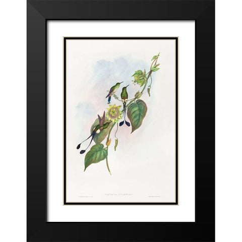 Spathura underwoodi-White-footed Racket-Tail Black Modern Wood Framed Art Print with Double Matting by Gould, John