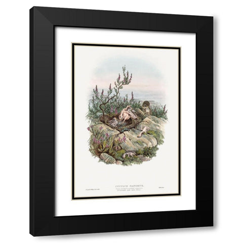 The birds of Great Britain-Cuculus Canorus Black Modern Wood Framed Art Print with Double Matting by Gould, John