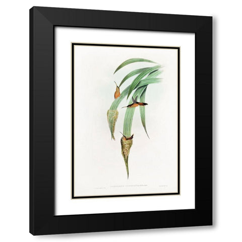 Phaethornis Griseogularis Black Modern Wood Framed Art Print with Double Matting by Gould, John