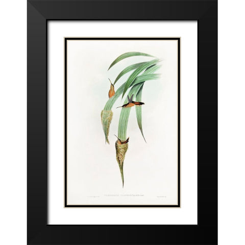 Phaethornis Griseogularis Black Modern Wood Framed Art Print with Double Matting by Gould, John
