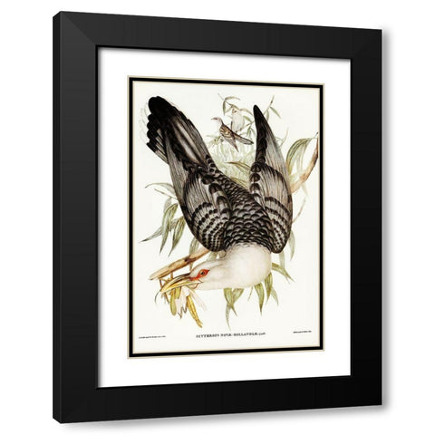 Channel Bill Cuckoo-Scythrops Novae-Hollandiae Black Modern Wood Framed Art Print with Double Matting by Gould, John