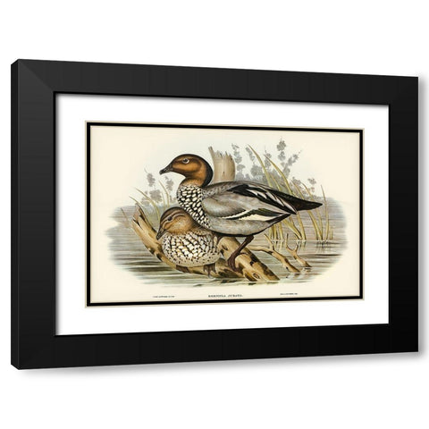 Maned Goose-Bernicla jubata Black Modern Wood Framed Art Print with Double Matting by Gould, John