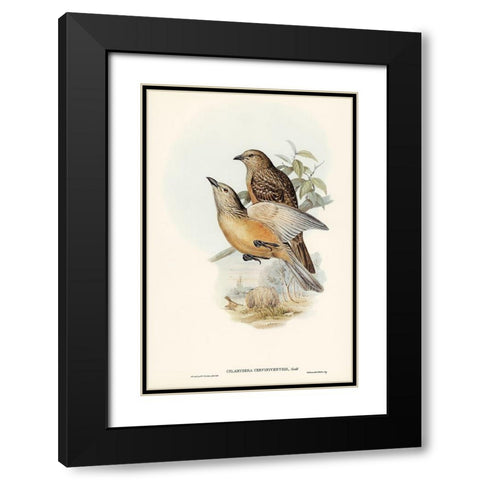 Fawn-breasted Bower-bird-Chlamydera cerviniventris Black Modern Wood Framed Art Print with Double Matting by Gould, John
