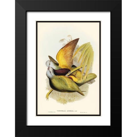 Allied Fruit-Pigeon-Carpophaga assimilis Black Modern Wood Framed Art Print with Double Matting by Gould, John
