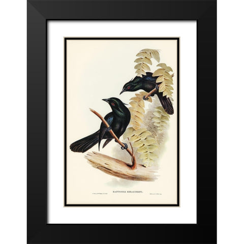 Keraudrens Crow-Shrike-Manucodia Keraudreni Black Modern Wood Framed Art Print with Double Matting by Gould, John