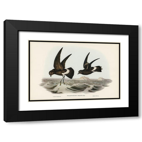 Wilsons Storm Petrel-Thalassidroma Wilsonii Black Modern Wood Framed Art Print with Double Matting by Gould, John