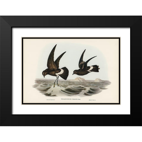 Wilsons Storm Petrel-Thalassidroma Wilsonii Black Modern Wood Framed Art Print with Double Matting by Gould, John