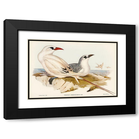 Red-tailed Tropic Bird-Phaeton phoenicurus Black Modern Wood Framed Art Print with Double Matting by Gould, John