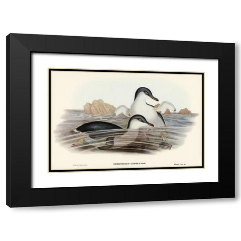 Fairy Penguin-Spheniscus undina Black Modern Wood Framed Art Print with Double Matting by Gould, John