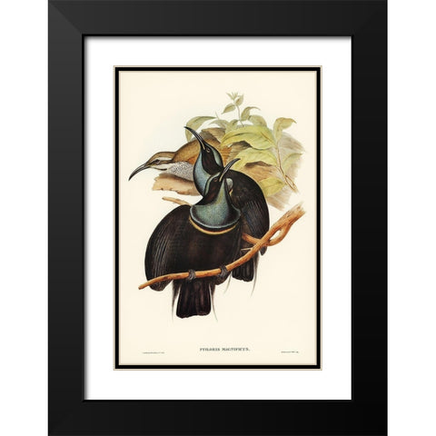 Magnificent Rifle-bird-Ptiloris magnifica Black Modern Wood Framed Art Print with Double Matting by Gould, John