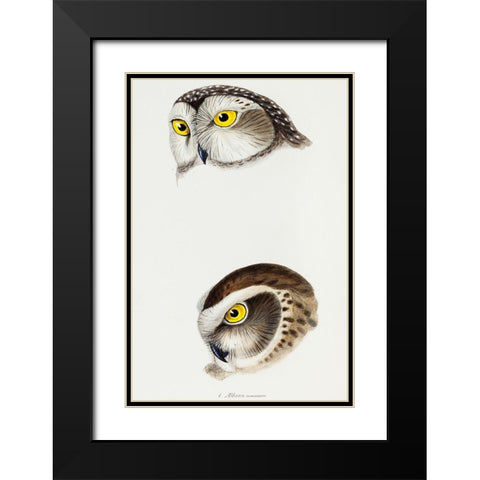 Spotted owl-Athene maculata and Boobook owl-Athene boobook Black Modern Wood Framed Art Print with Double Matting by Gould, John
