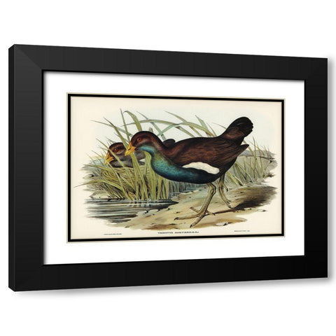 Tasmanian nativehen Mortiers Tribonyx-Tribonyx Mortieri Black Modern Wood Framed Art Print with Double Matting by Gould, John