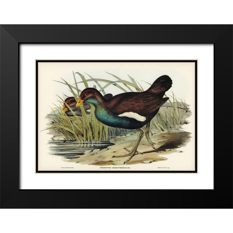 Tasmanian nativehen Mortiers Tribonyx-Tribonyx Mortieri Black Modern Wood Framed Art Print with Double Matting by Gould, John