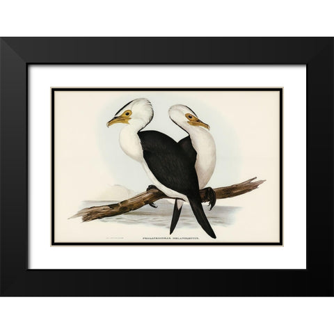 Little pied cormorant-Phalacrocorax melanoleucus Black Modern Wood Framed Art Print with Double Matting by Gould, John