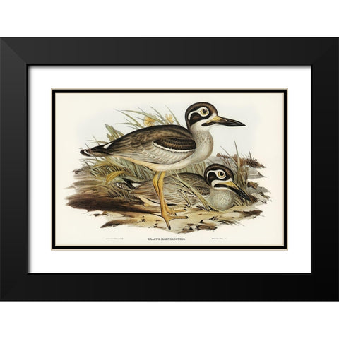 Large-billed Plover-Esacus magnirostris Black Modern Wood Framed Art Print with Double Matting by Gould, John