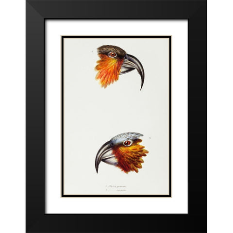 Norfolk kaka-Nestor productus and Kaka parrot-Nestor Hypopolius Black Modern Wood Framed Art Print with Double Matting by Gould, John