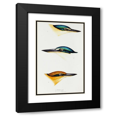 Sacred kingfisher-Collared kingfisher and Guam kingfisher Black Modern Wood Framed Art Print with Double Matting by Gould, John