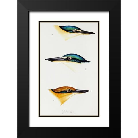 Sacred kingfisher-Collared kingfisher and Guam kingfisher Black Modern Wood Framed Art Print with Double Matting by Gould, John