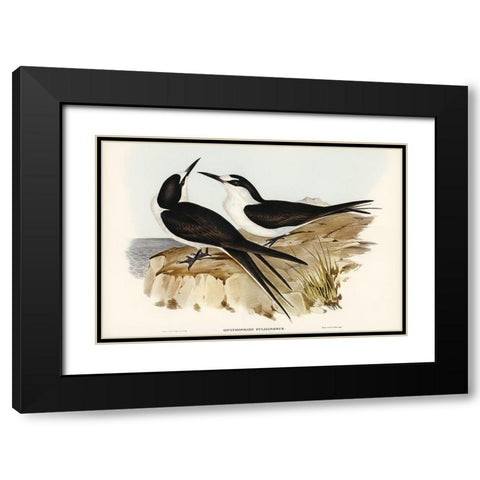 Sooty Tern-Onychoprion fuliginosus Black Modern Wood Framed Art Print with Double Matting by Gould, John
