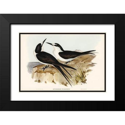 Sooty Tern-Onychoprion fuliginosus Black Modern Wood Framed Art Print with Double Matting by Gould, John