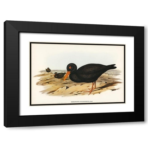 Sooty Oyster-Catcher-Haematopus fuliginosus Black Modern Wood Framed Art Print with Double Matting by Gould, John