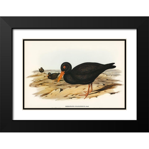 Sooty Oyster-Catcher-Haematopus fuliginosus Black Modern Wood Framed Art Print with Double Matting by Gould, John