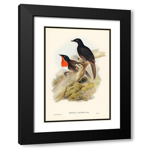 Spaldings orthonyx-Orthonyx Spaldingi Black Modern Wood Framed Art Print with Double Matting by Gould, John