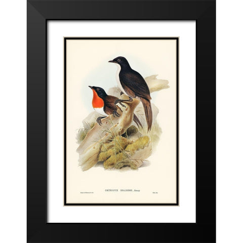 Spaldings orthonyx-Orthonyx Spaldingi Black Modern Wood Framed Art Print with Double Matting by Gould, John