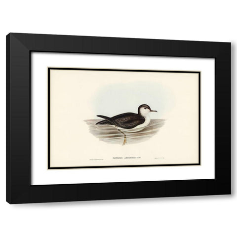 Allied Petrel-Puffinus assimilis Black Modern Wood Framed Art Print with Double Matting by Gould, John
