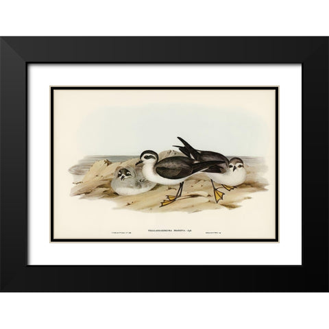 White-faced Storm Petrel-Thalassidroma marina Black Modern Wood Framed Art Print with Double Matting by Gould, John