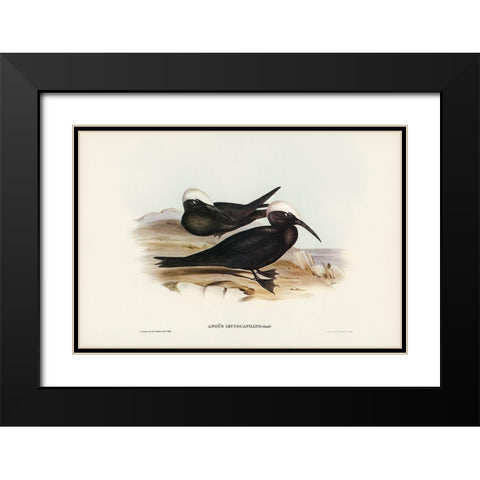 White-capped Tern-Anous leucocapillus Black Modern Wood Framed Art Print with Double Matting by Gould, John