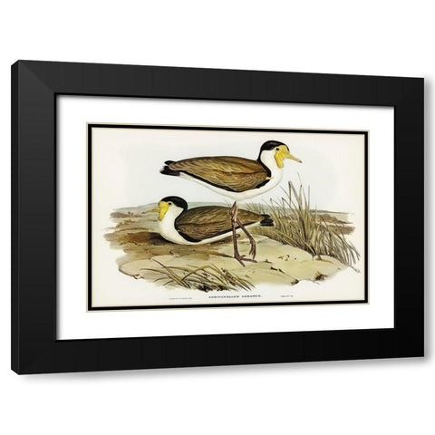 Wattle Pewit-Lobivanellus lobatus Black Modern Wood Framed Art Print with Double Matting by Gould, John