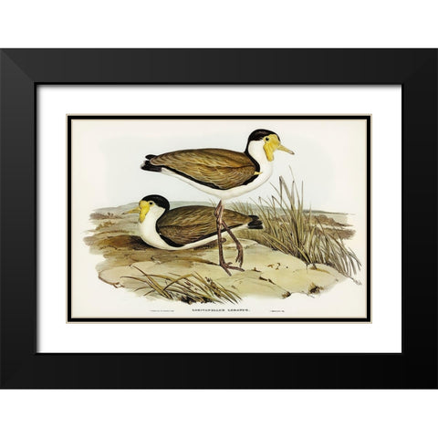 Wattle Pewit-Lobivanellus lobatus Black Modern Wood Framed Art Print with Double Matting by Gould, John