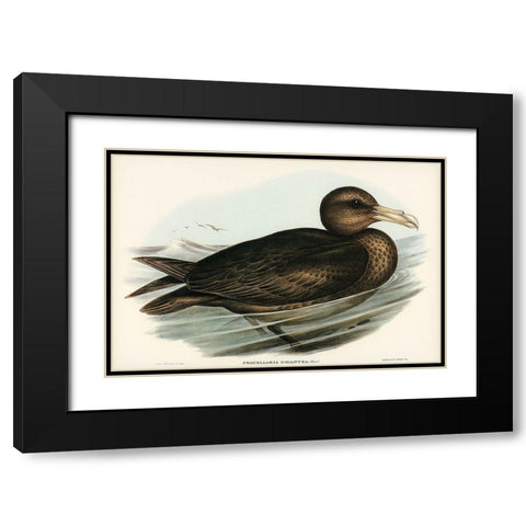Giant Petrel-Procellaria gigantea Black Modern Wood Framed Art Print with Double Matting by Gould, John