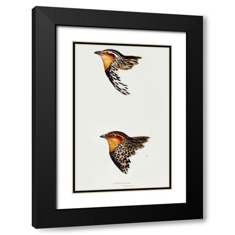 Stubble Quail and New Zealand quail Black Modern Wood Framed Art Print with Double Matting by Gould, John
