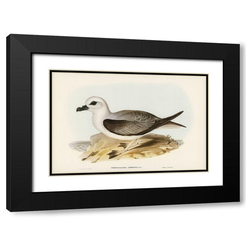 White-headed Petrel-Procellaria Lessonii Black Modern Wood Framed Art Print with Double Matting by Gould, John