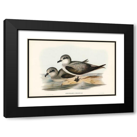 Soft-plumaged Petrel-Procellaria mollis Black Modern Wood Framed Art Print with Double Matting by Gould, John