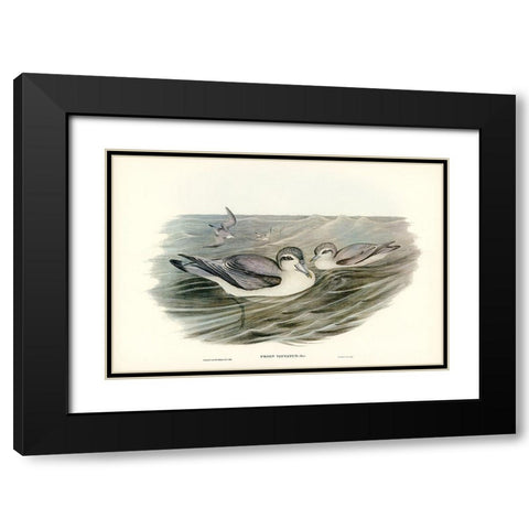 Broad-billed Prion-Prion vittatus Black Modern Wood Framed Art Print with Double Matting by Gould, John